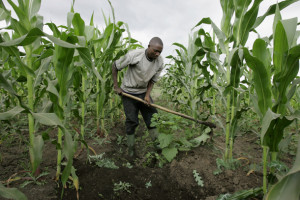 A farmer prepares water channels in his maize field in Ngiresi near the Tanzanian town of Arusha on Tuesday, July 17, 2007. Millions of farmers around the world will be affected by a growing movement to change one of the biggest forces shaping the complex global food market: subsidies. Many experts agree farmers need help to grow food year in and year out, but Western farmers may get too much and African farmers too little. (AP Photo/Karel Prinsloo)